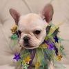 frenchieheaven